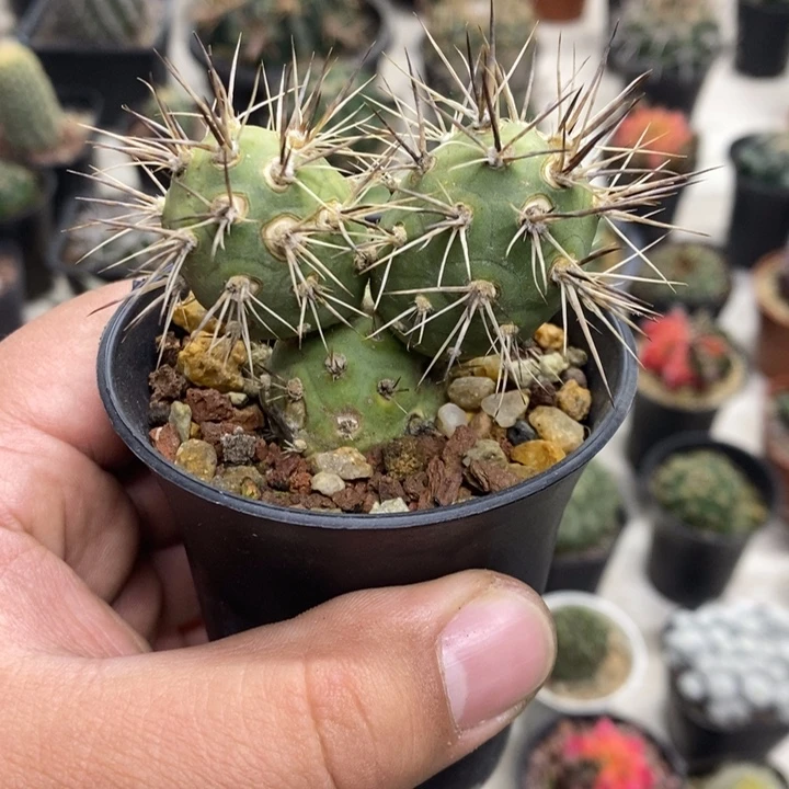 米奇狂刺习志野特价福利