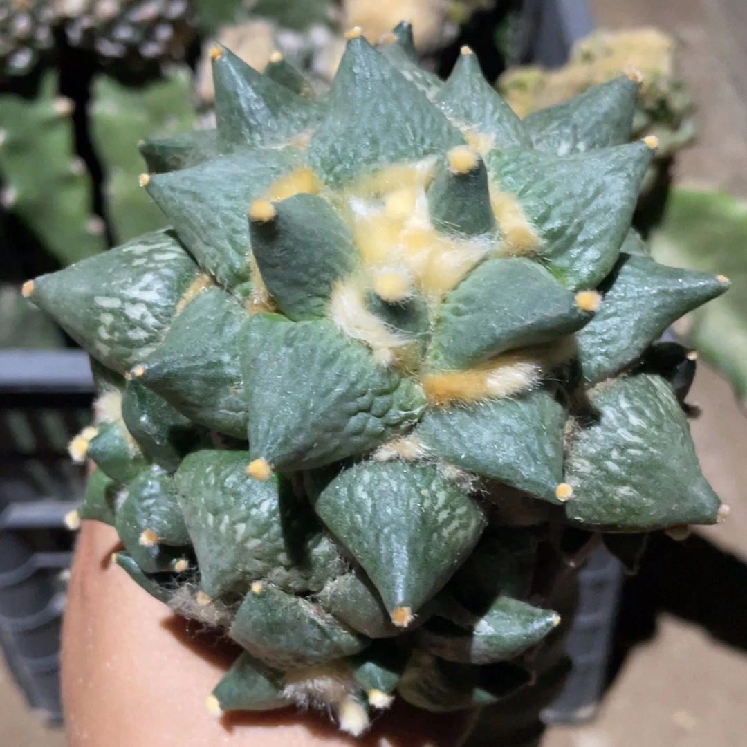 全部花朵怒杂群体10.5厘米847