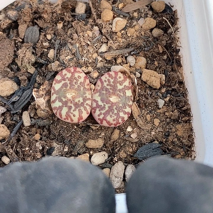 九****?桃喜花园0203-100霓虹安贞