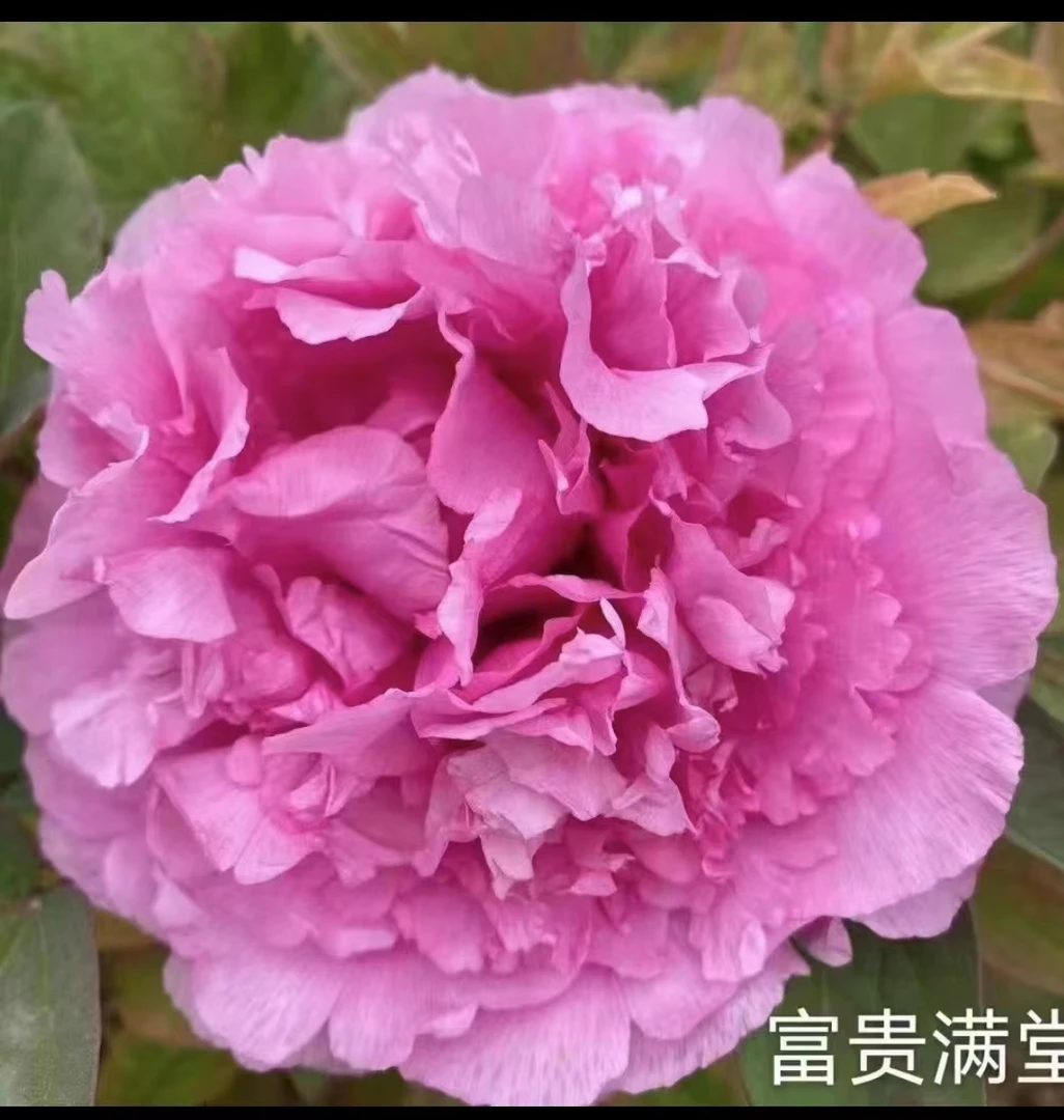 观赏牡丹富贵满堂。6~8枝条。栽地栽都可以秋季发货。