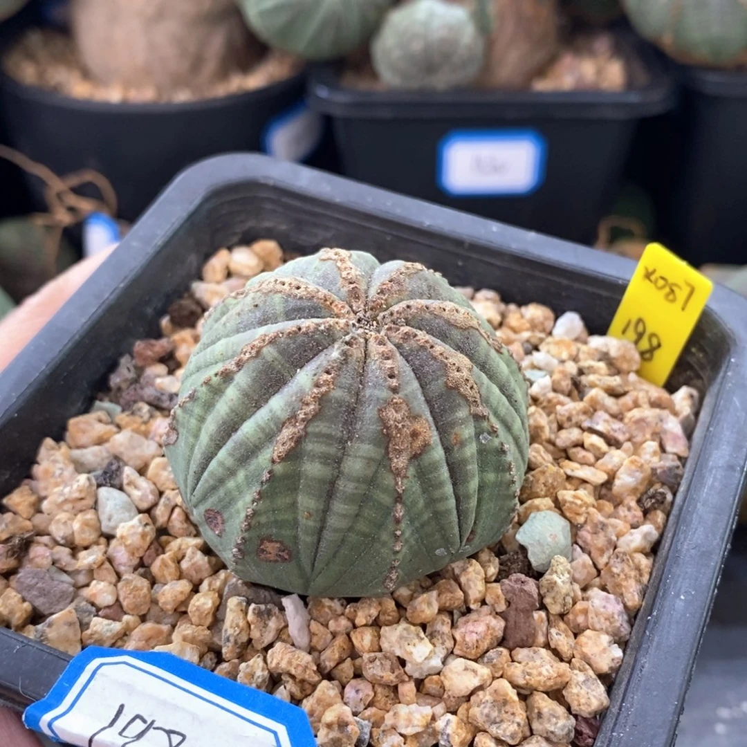 35 欧系实生布纹球多肉植物