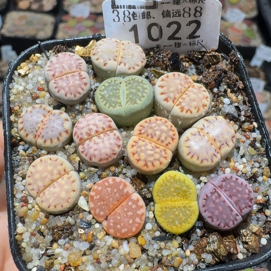 zzzz生石花肉锥1022