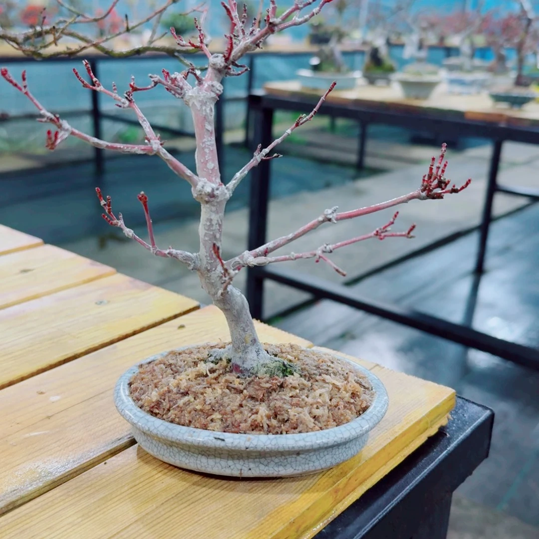 盆景浅****?出猩猩枫树