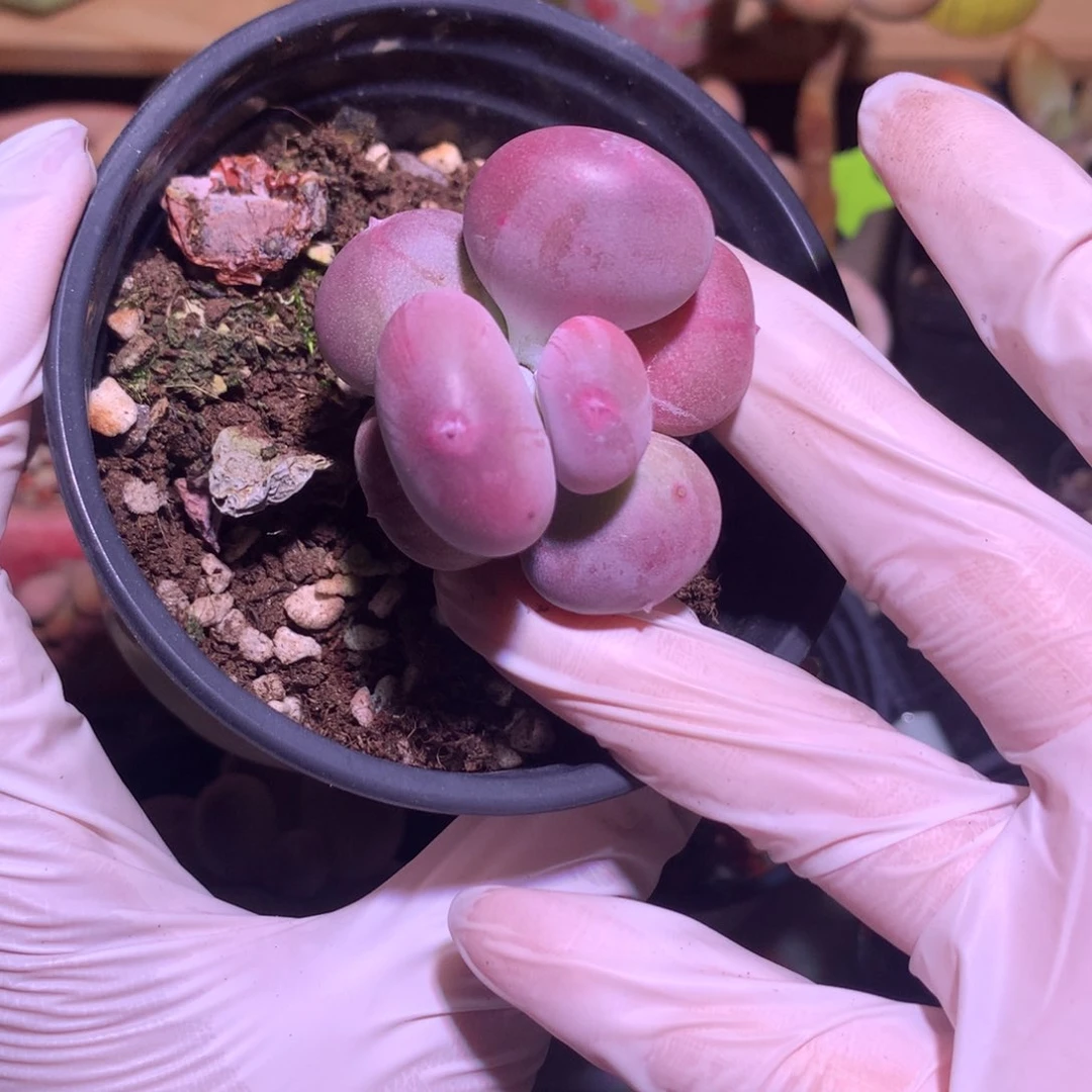 小屁桃奶酪多肉小屁桃