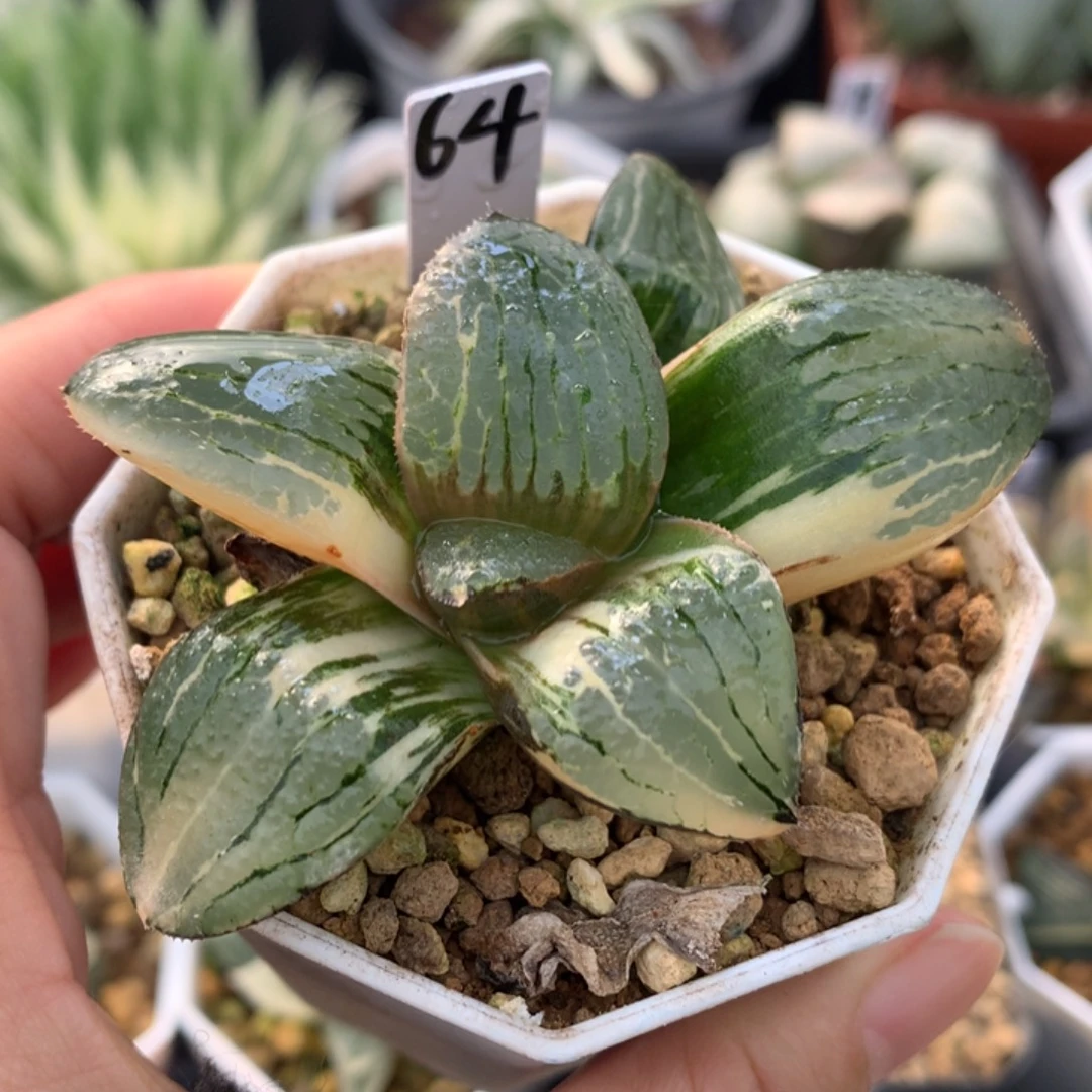 史扑寿锦，带盆一起