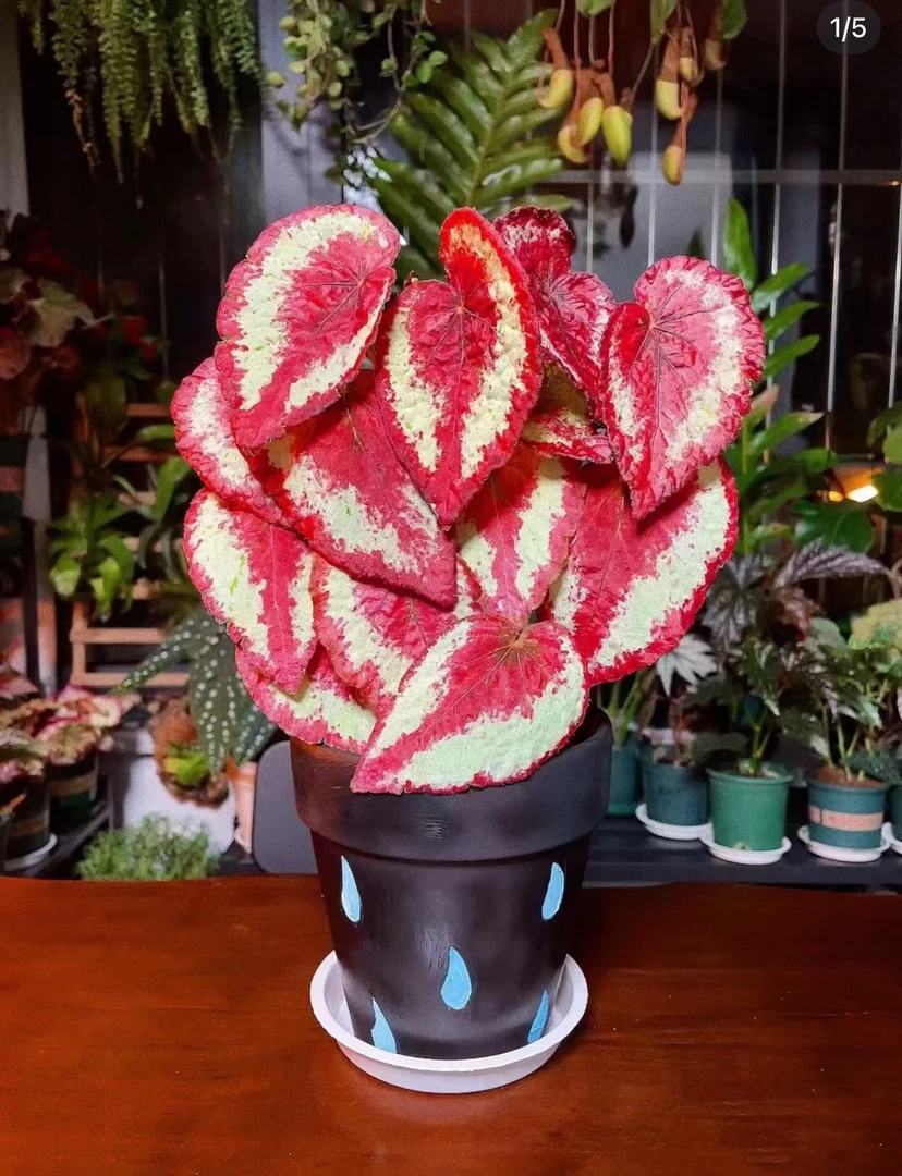 血月董里府枫之谷变异荧光秋海棠室内桌面高档热植盆栽