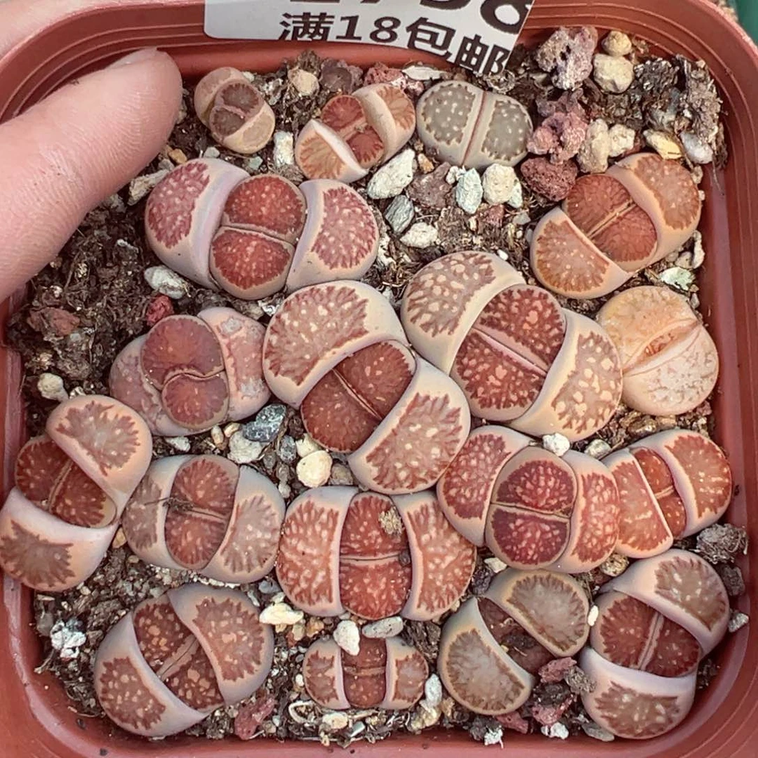 【闪购商品】1758……