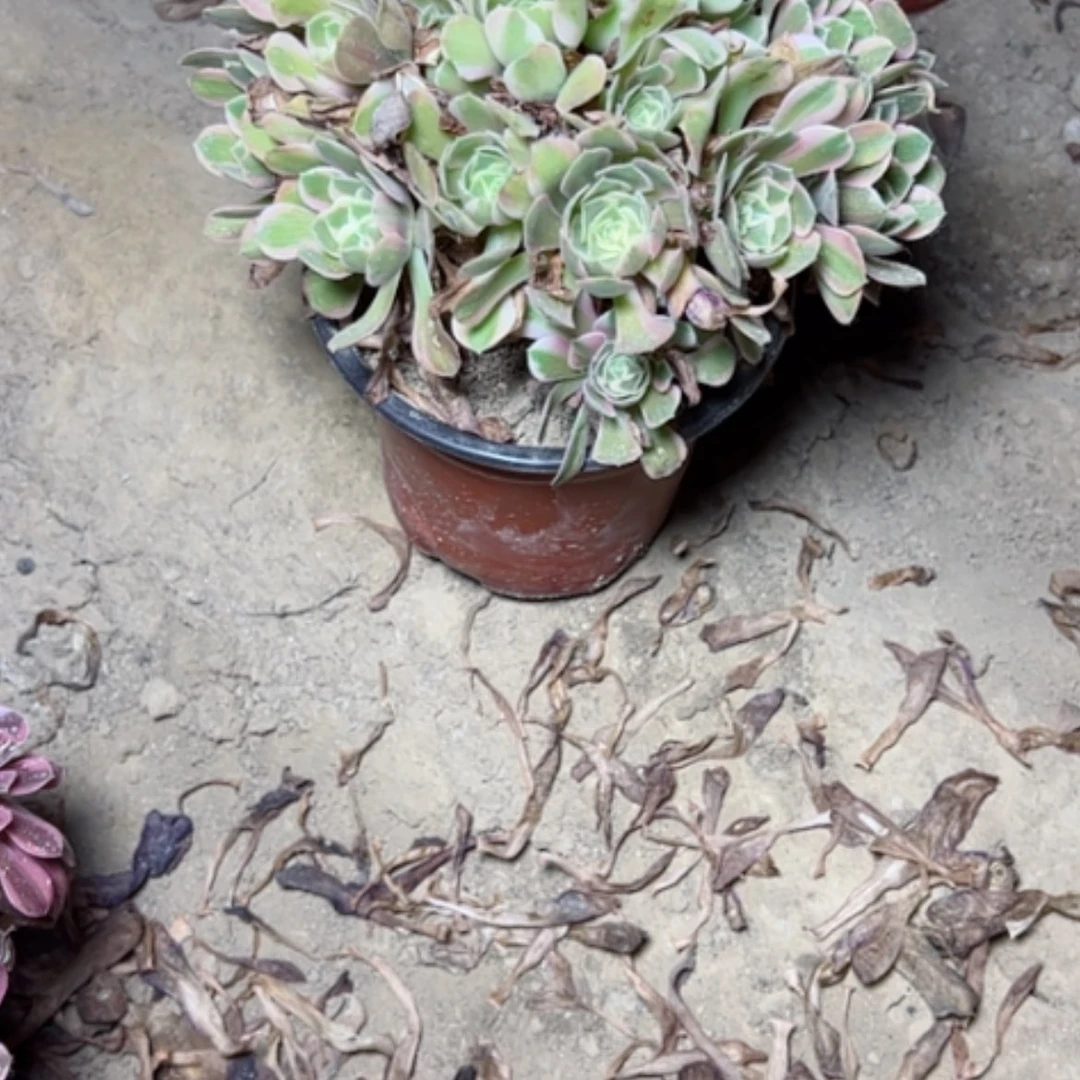 【闪购商品】?****妖月68