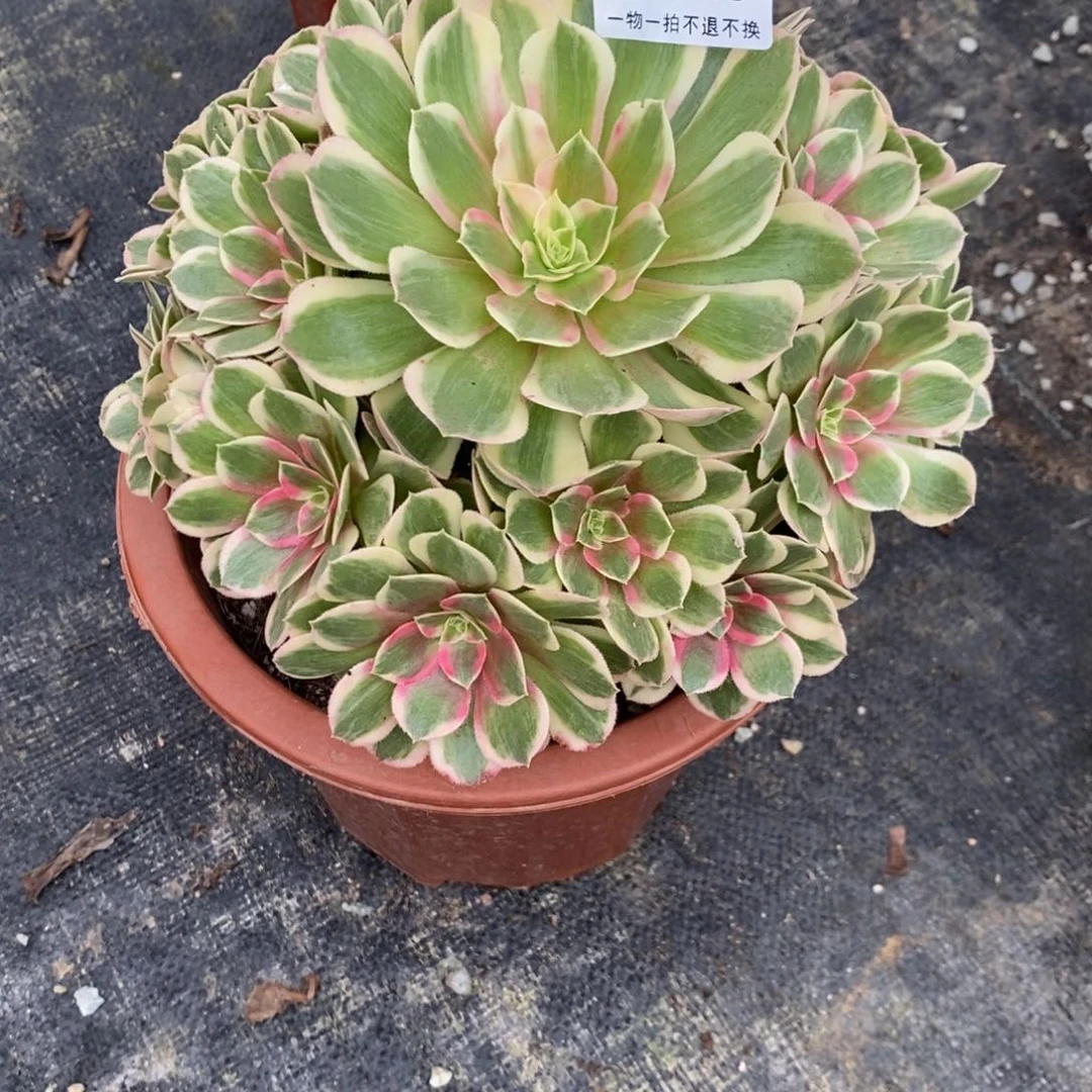 127孔雀翎福利小棵