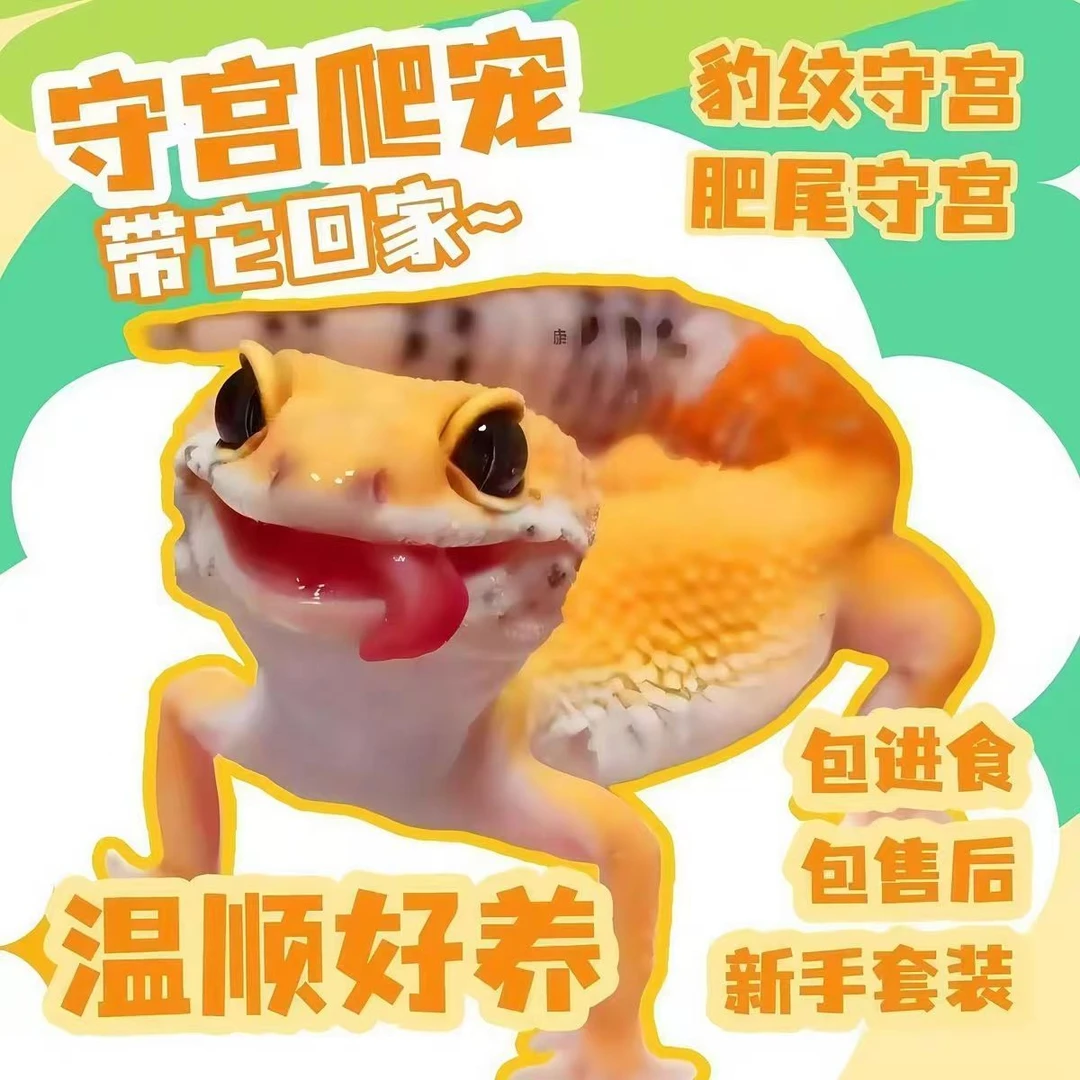 豹纹守宫新手蜥蜴人工温顺无毒懒人可爱网红宠物新手守宫爬宠