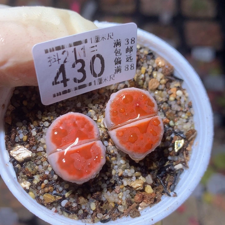 精品生石花211.430朱唇