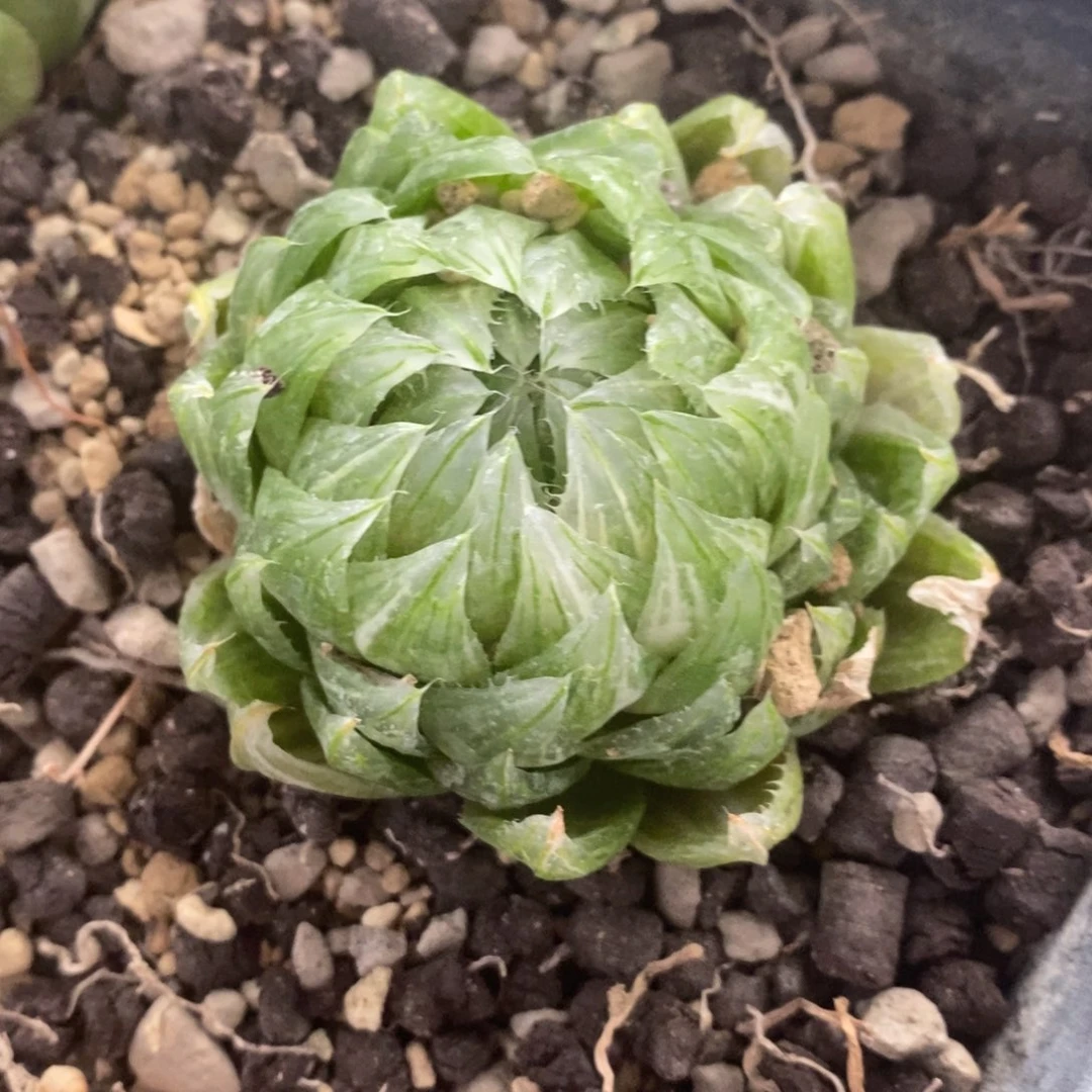 873 一颗樱水晶锦 超级618福利。