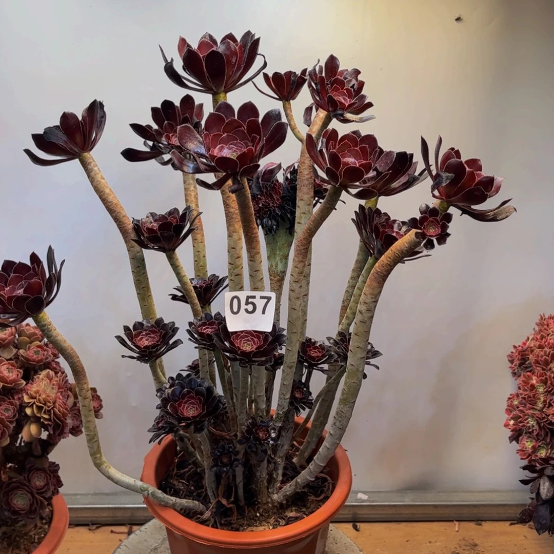 多肉植物黑法师缀057