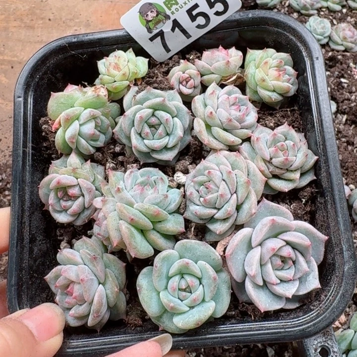 蓝****多肉植物多肉植物