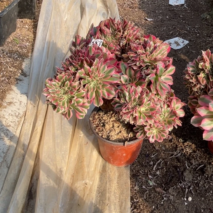 默*883号粉女巫缀化多肉