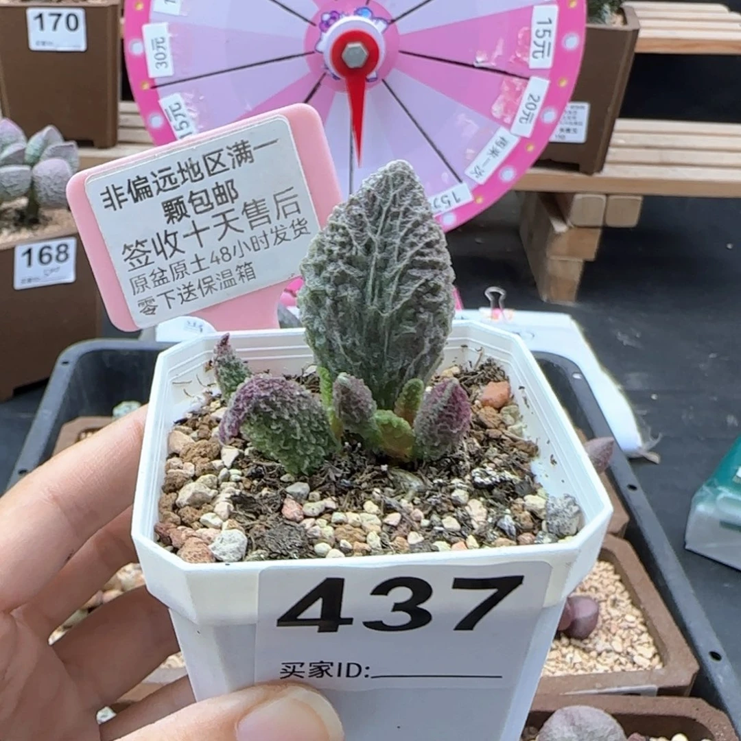 437苍龙多肉植物