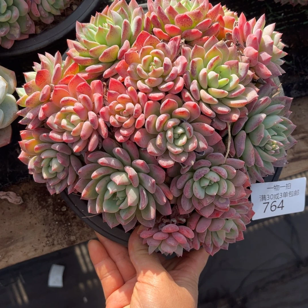 764冰露多肉植物……