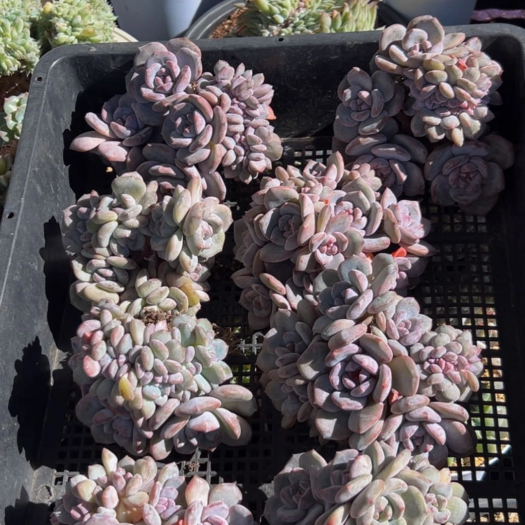 新年快乐 新年快乐 新年快乐