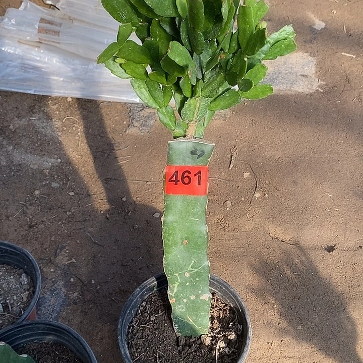 无花朵瑕疵苗桩子有干斑027，461号新疆不包邮