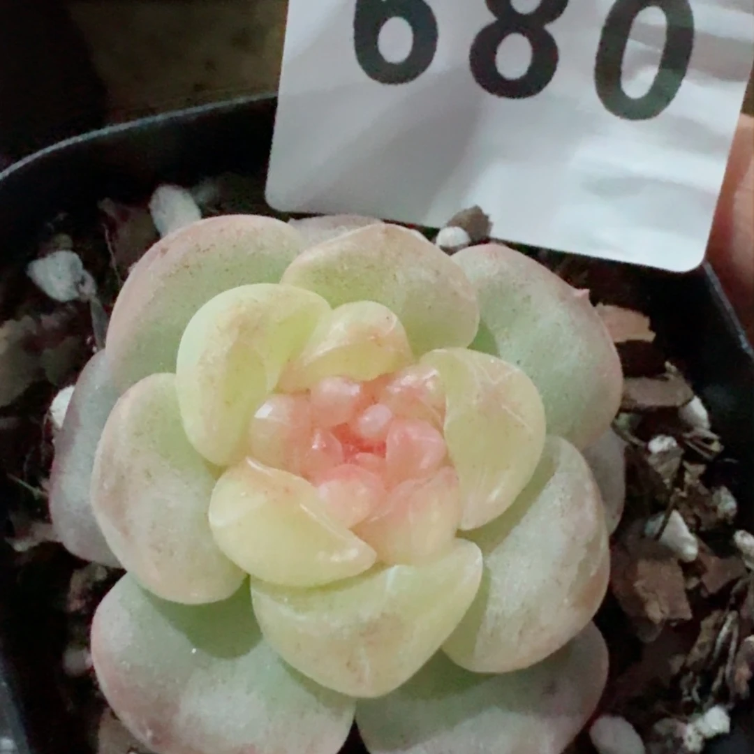 ?****嗷甜柚         精品多肉