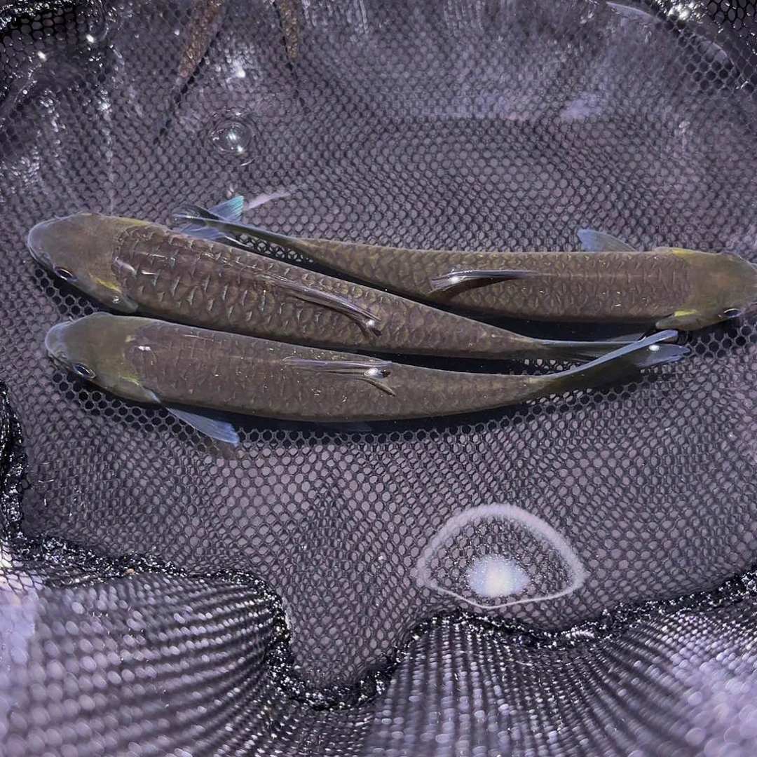 15-17不分公母鲤科类