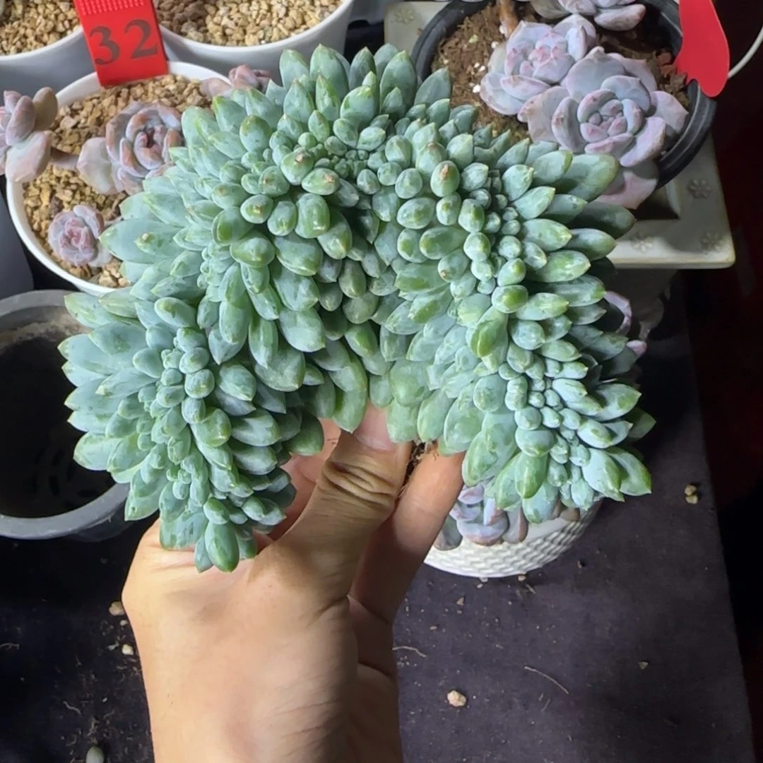 奶糖缀化一物一拍