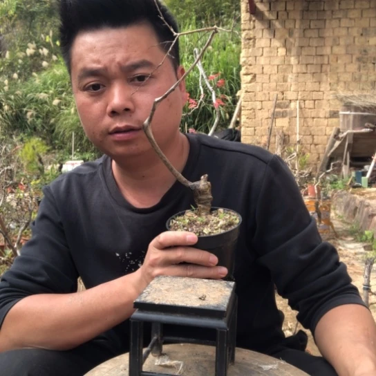 无花朵盆景盆栽（不退不换不包成活率）