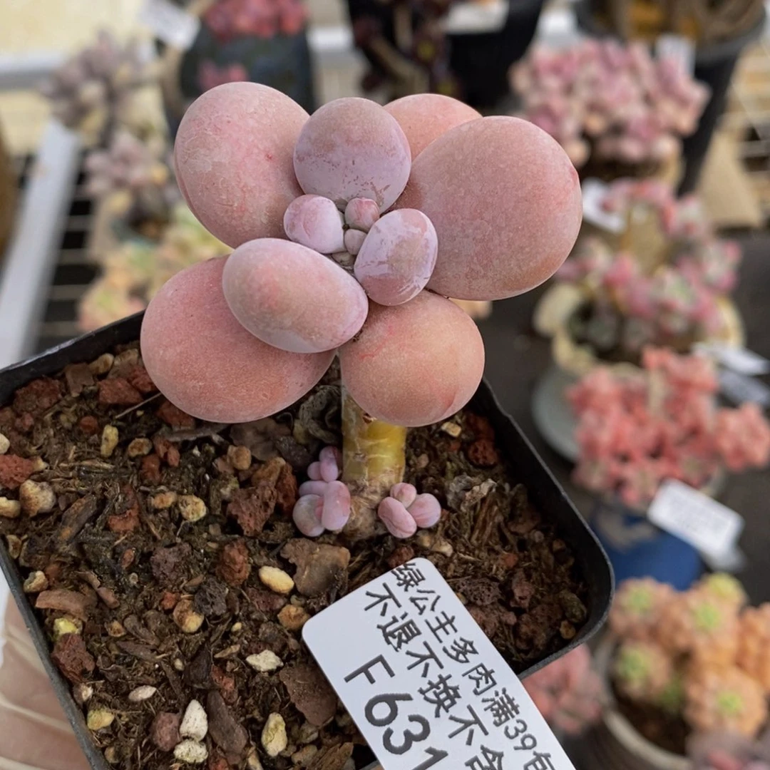 橙奶631/4c m多肉