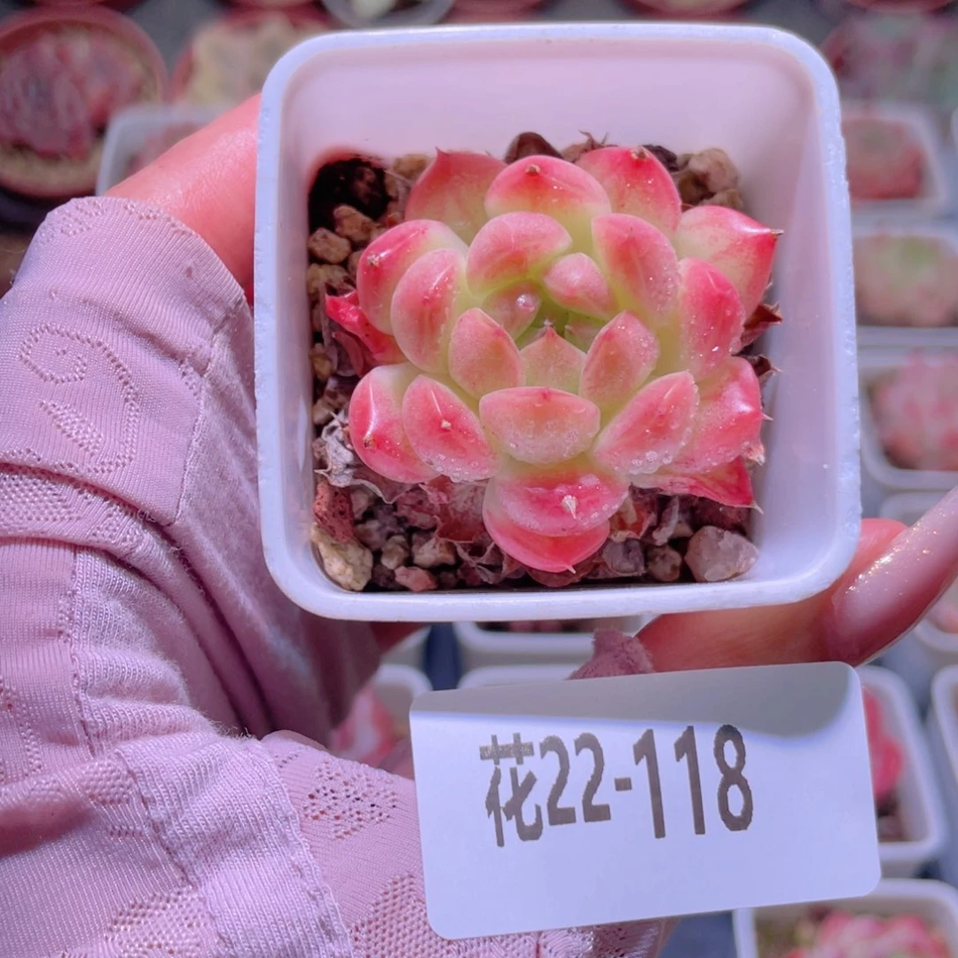 花利美22-118新品