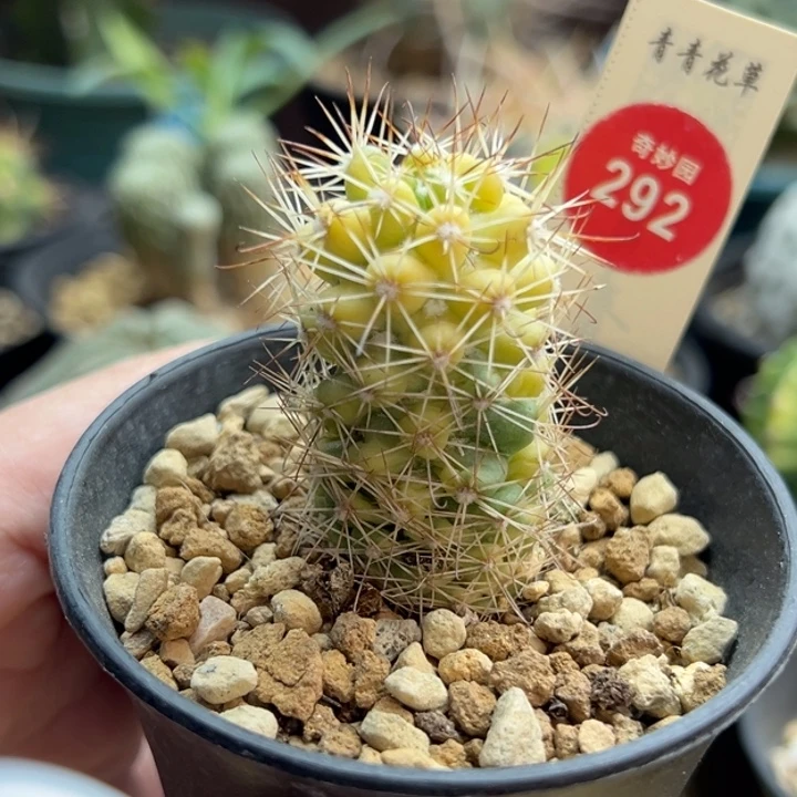 实生蓬莱宫锦一棵2.7cm