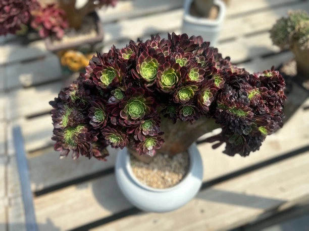 2号链接法师缀化一物一拍直播间下单