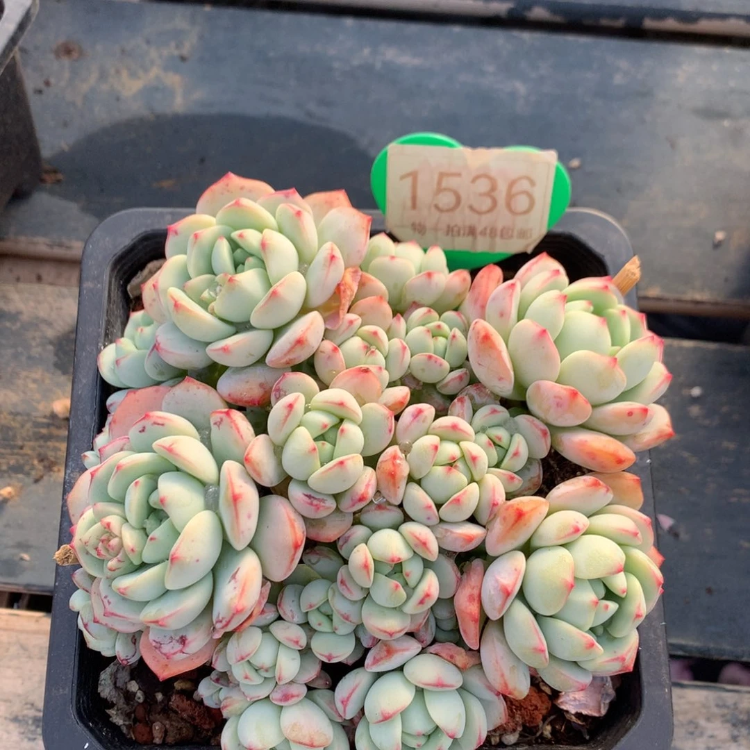 香草老桩无砍平头1536