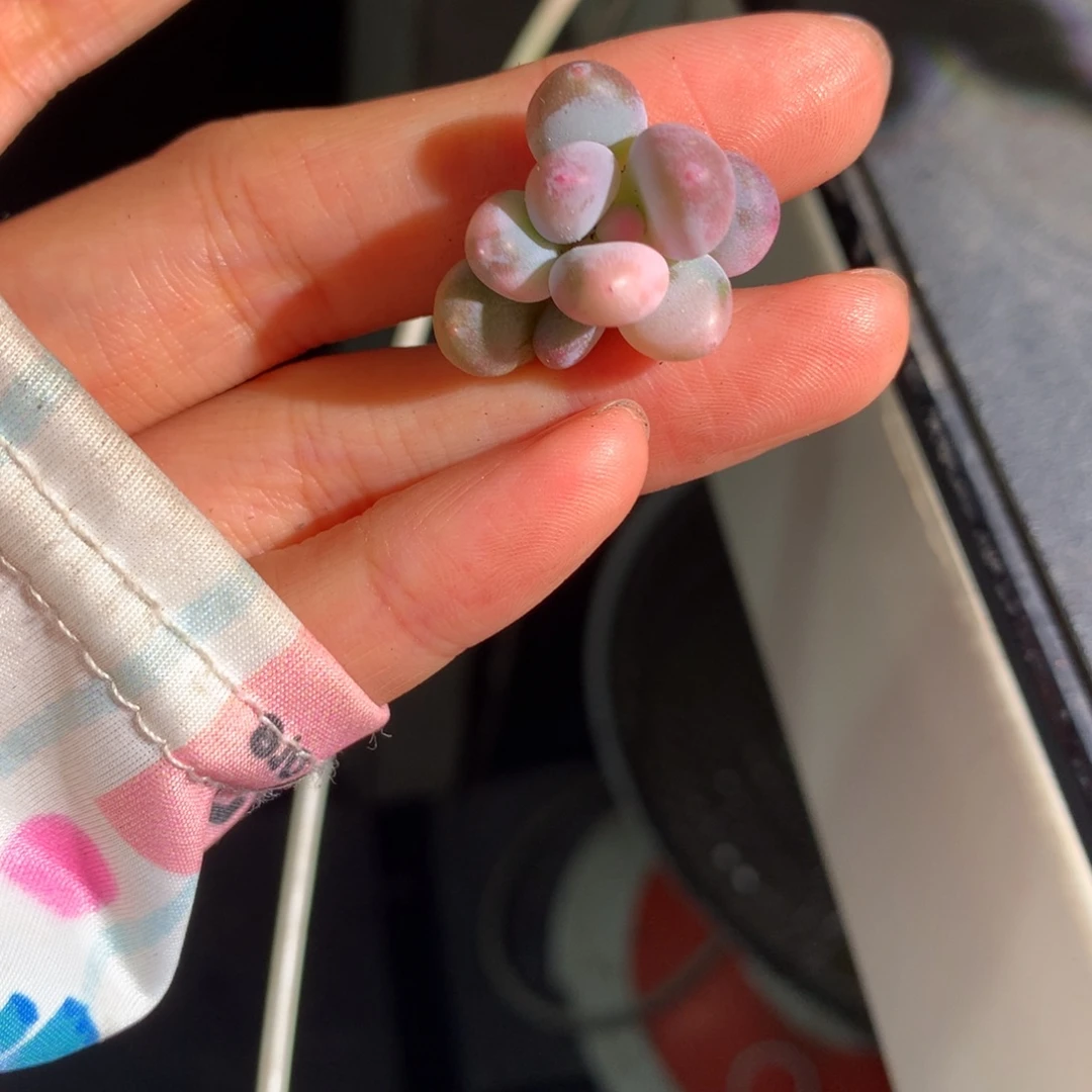 奶酪锦叶子下面头叶子掉了