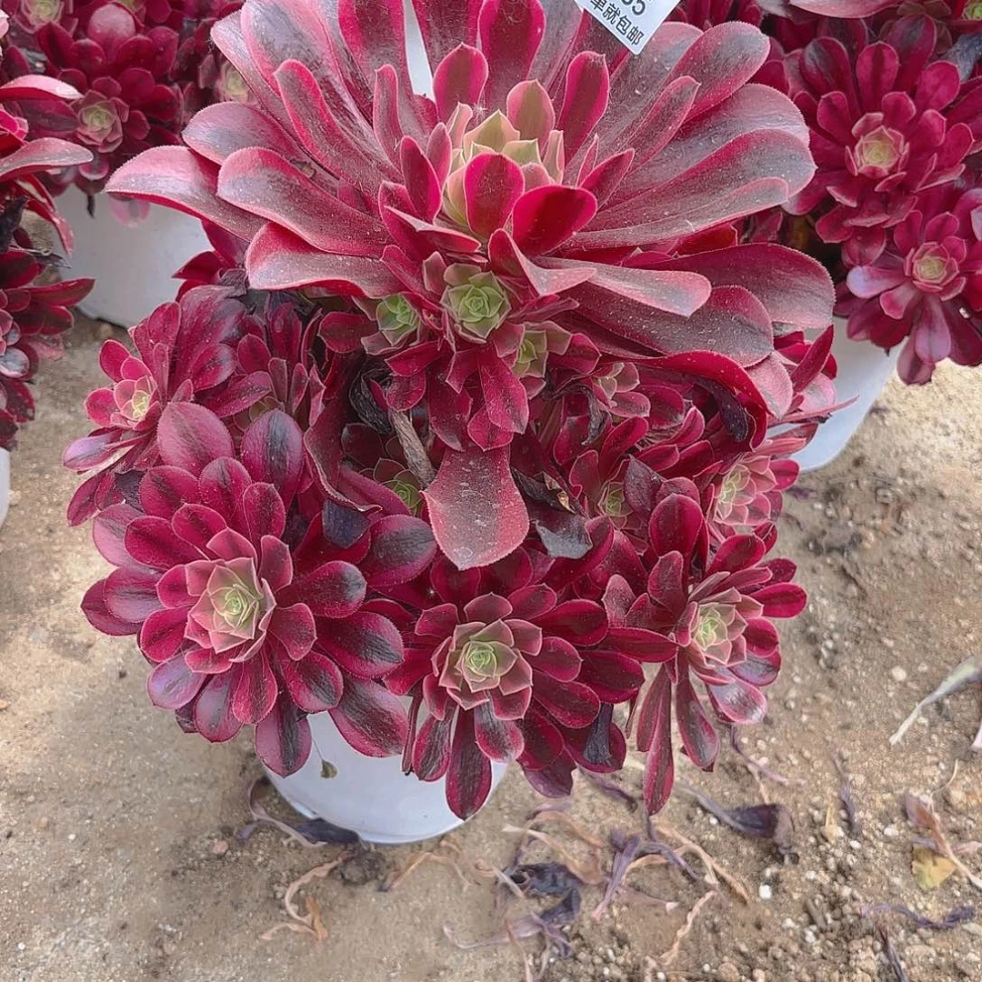 美杜莎多肉植物上235