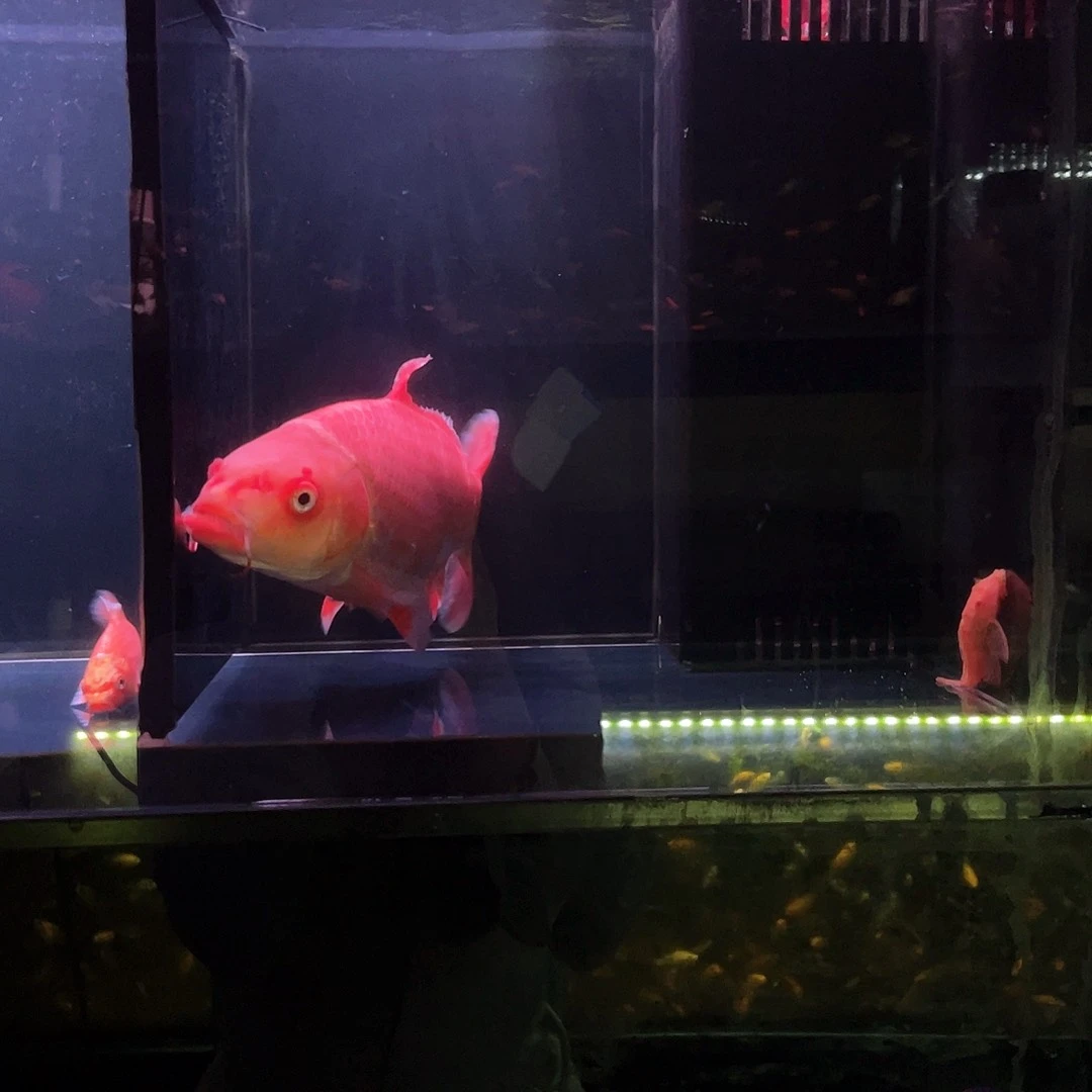 蝴蝶鲤生小缸10号