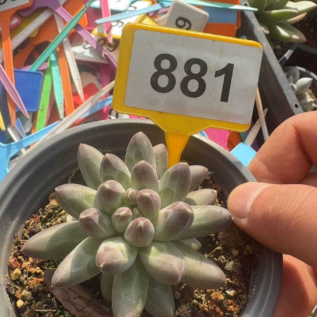 多肉植物漂亮单头881