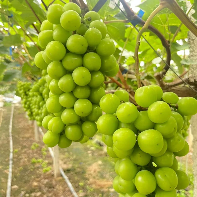 正宗阳光玫瑰晴王葡萄新鲜应季现摘直发无籽新鲜青提水果