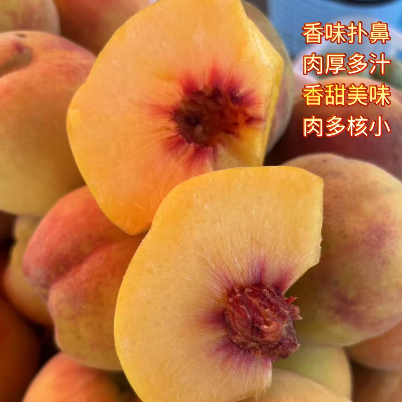 贵州黎平农家种植新鲜现脆黄金黄桃锦绣黄桃皮薄甜嫩多汁现摘水果