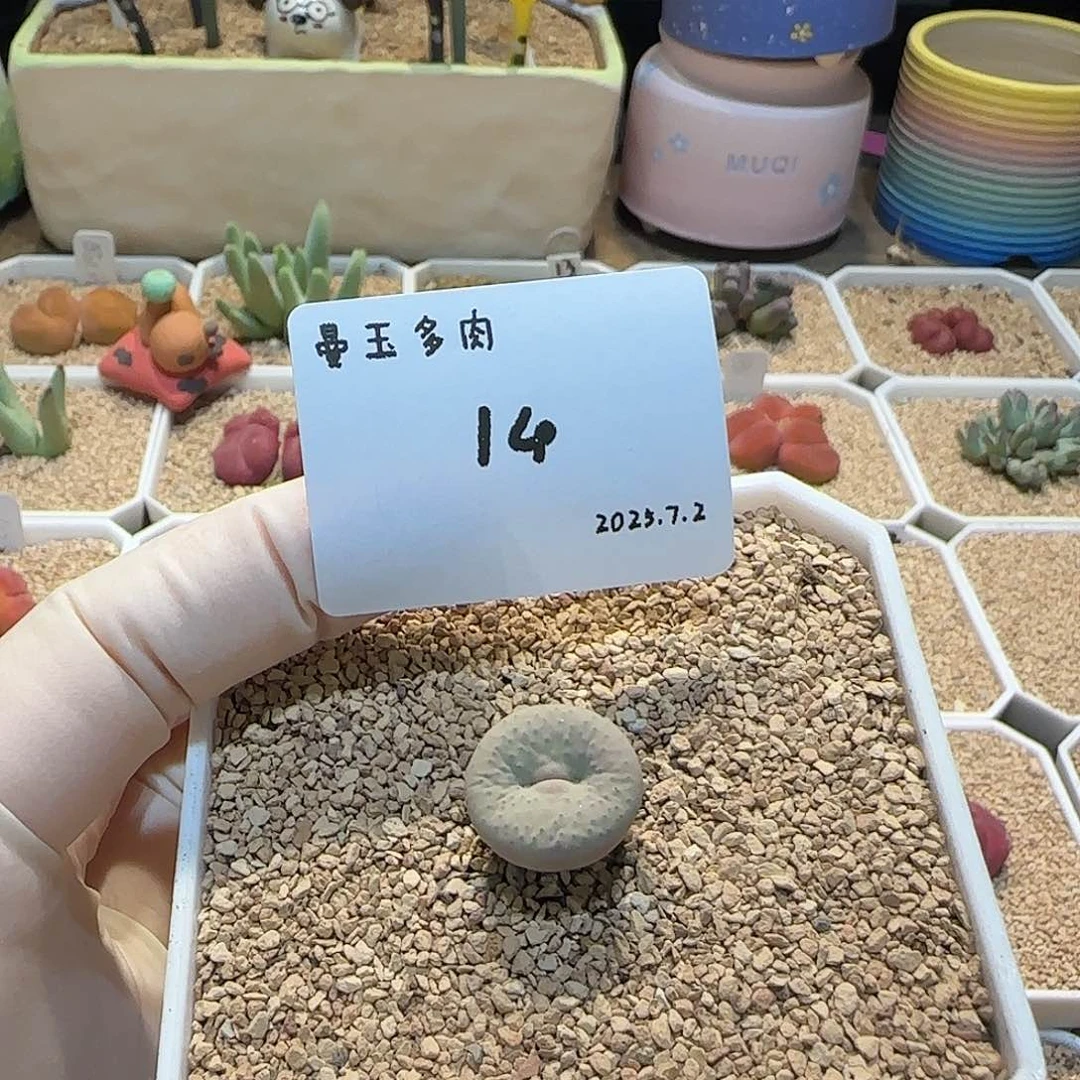 L***y多肉多肉多肉7.2-014