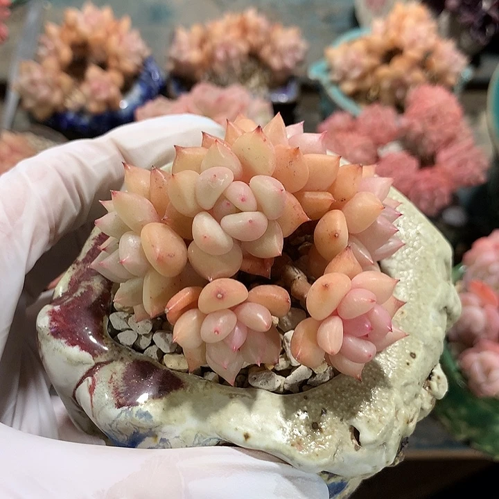 粉牙粉牙粉牙粉牙