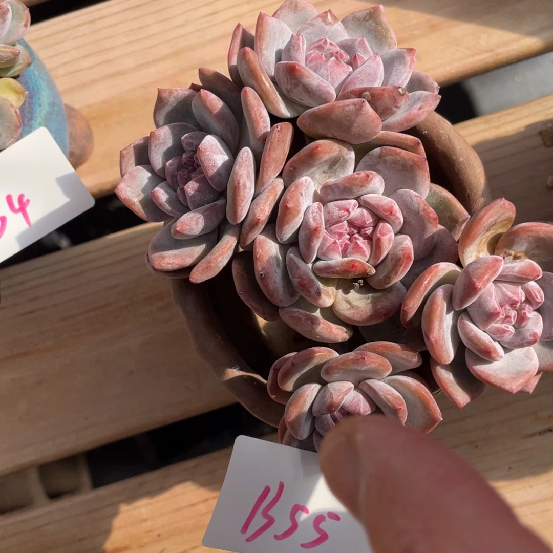 B055静好多肉园艺