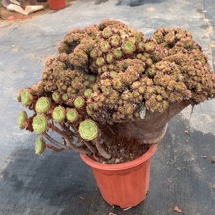 万朵朵脱土发货啊