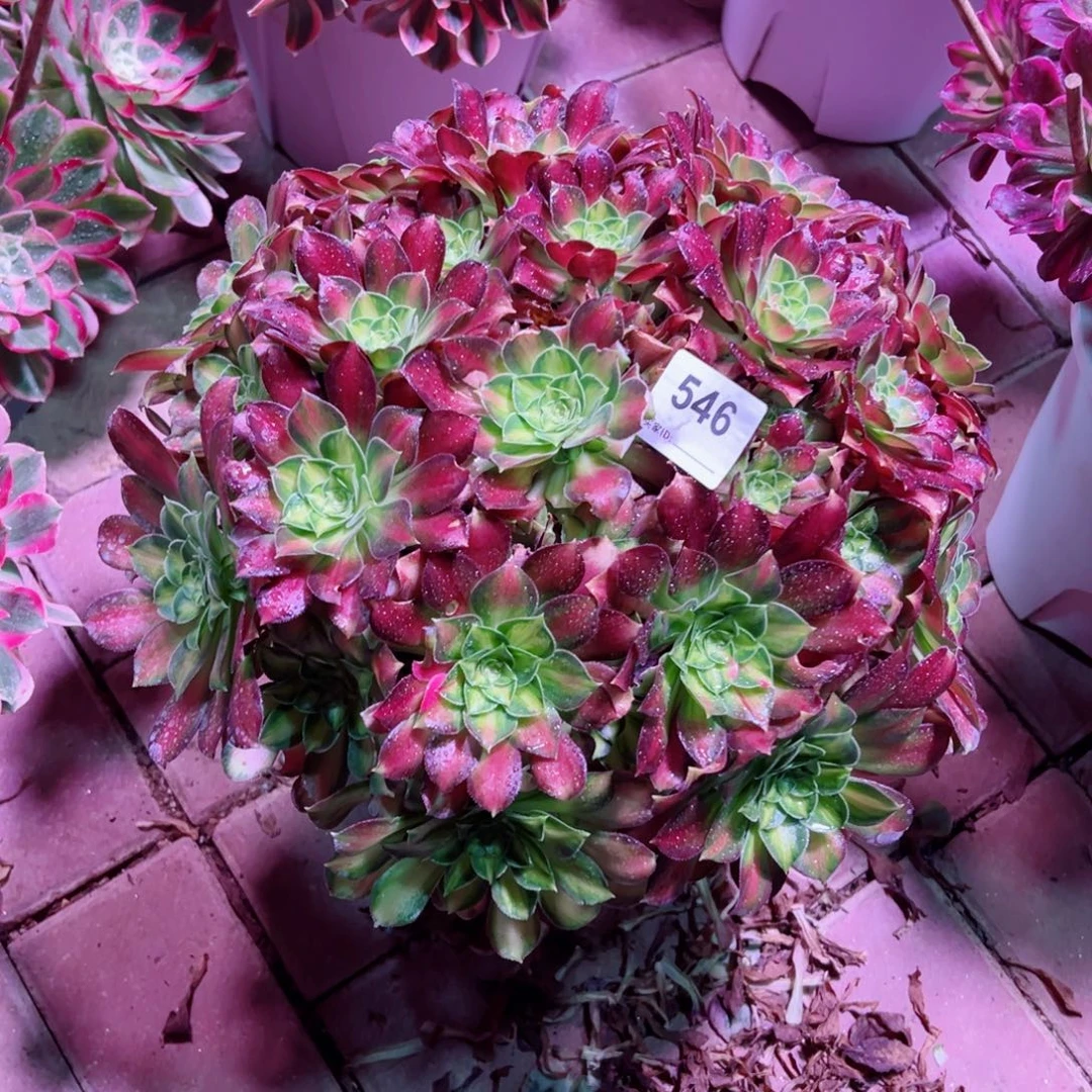 546韶华法师多肉植物