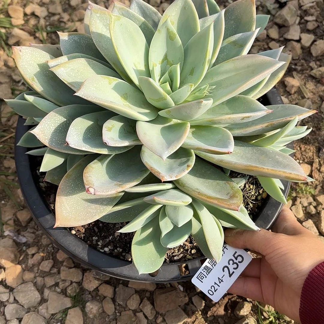 ࿐***࿐同温层多肉烟火235