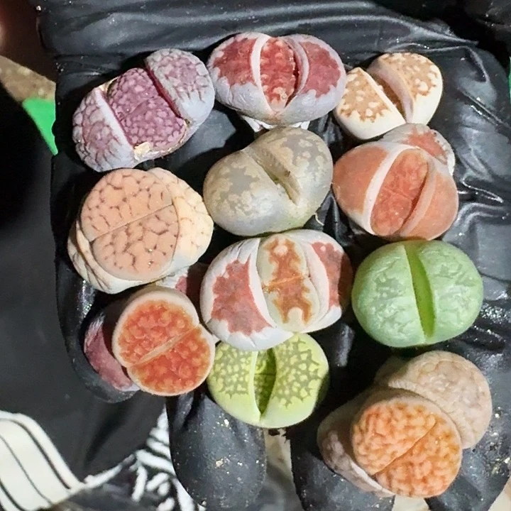 生石花22222。  170