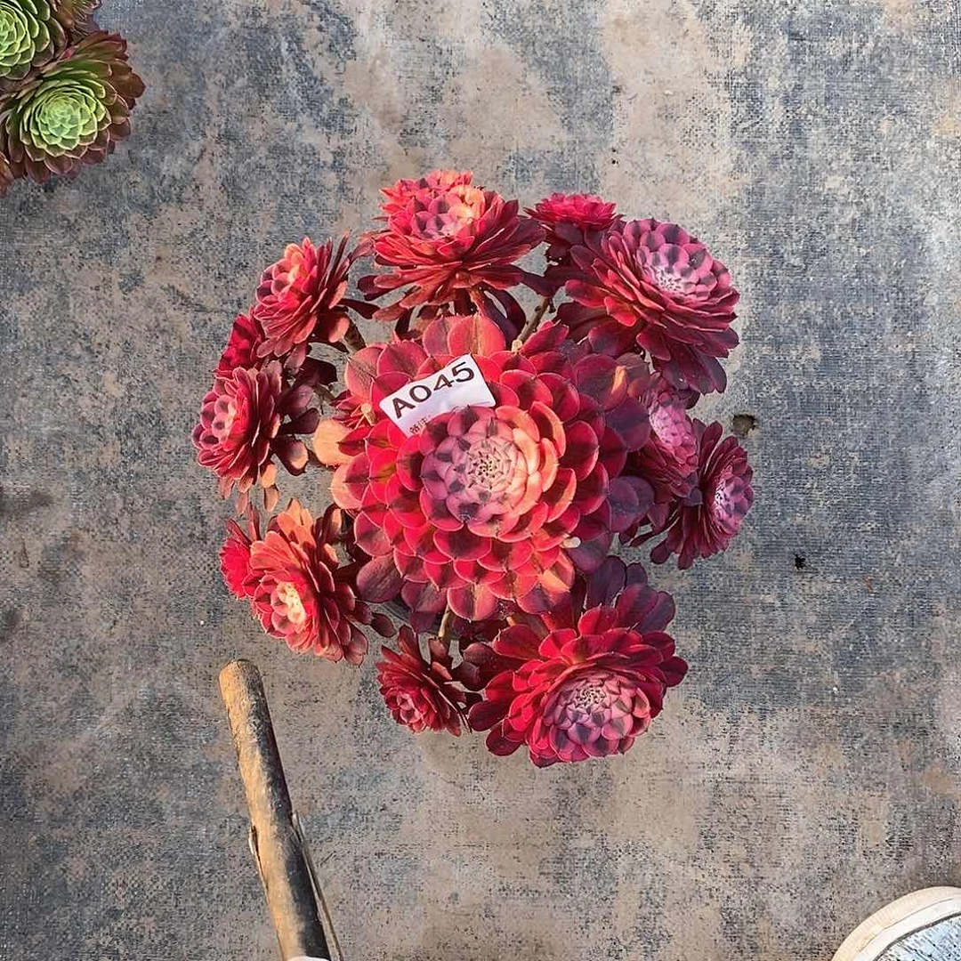 红铜白045多肉法师植物