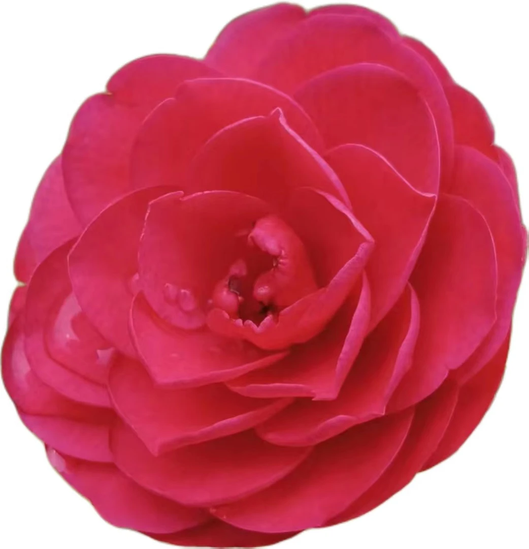 一物一拍赤丹茶花地栽树带原土球四季常青两季开花适合室内外种植