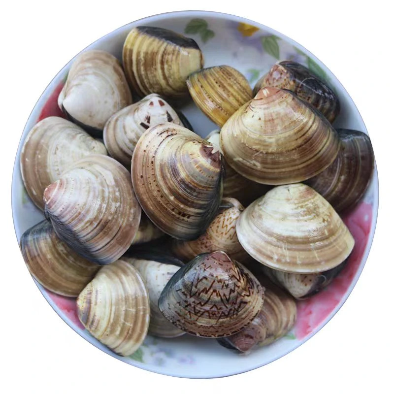 鲜文蛤海鲜如东洋口镇本港无沙文蛤地方特产贝壳类海鲜文蛤顺丰发