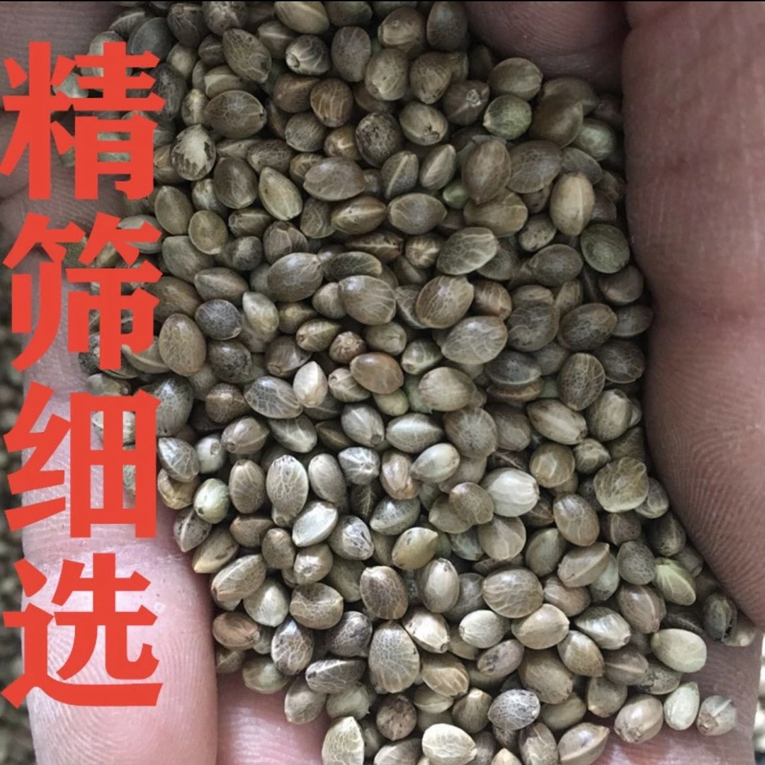 鹦鹉鸟食麻子小颗粒麻籽火麻仁松鼠饲料仓鼠火麻籽粮批发鸽子新货