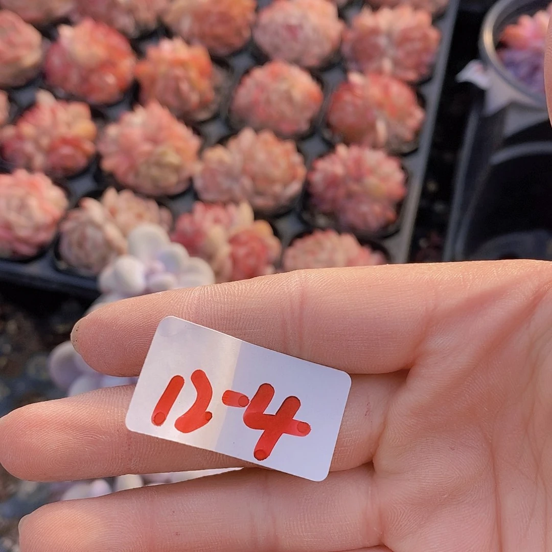 12-4奶酪下播福利一颗量拍